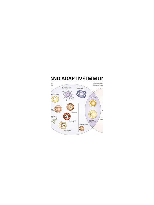Rummy Comparison: Fixed Hand Structure Versus Adaptive Structure